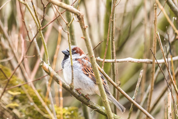 hidden sparrow in tree branches focus bokeh summer spring bird flying common city urban cute small brown golden