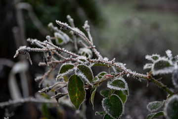 frozen roses leaves