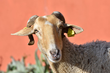 Portrait of a sheep with a nice orange background