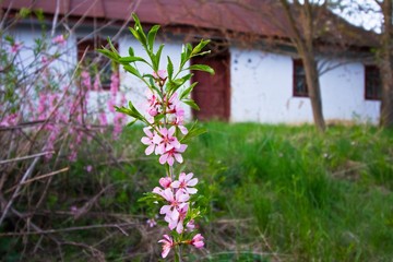 old abandoned country house, yard with dwarf almond twig in blossom in last sun rays of evening, desolation and sping nature awakening contrast design