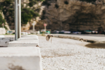 Little bird flying
