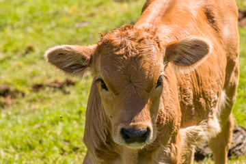 Calf head in a sunny day