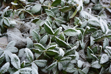Green leaves of periwinkle lying under white snow, hoar frost in winter, colorful and delicate...