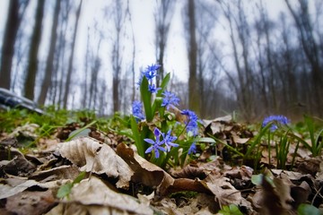 blue delicate and affectionate squill Scilla bifolia L blooming plant in cold cloudy sky of a spring awakening forest, bare tree trunks postcard