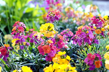 Erysimum aka Wallflower flowers outdoors. Pretty mauve flowers of Perennial wallflower plants genus...