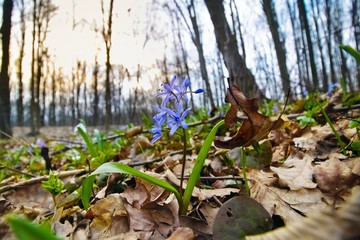blue fresh and cute flowers of squill Scilla bifolia L bloom in sunset sky of a spring awakening forest, bare tree trunks background postcard