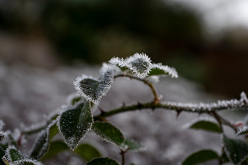 frozen roses leaves