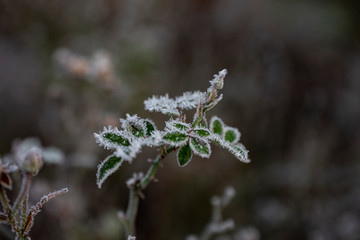 frozen roses leaves
