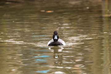 Ducks swim in the summer pond. Photographed close-up beak look water