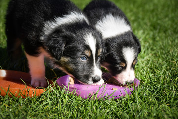 Puppies of border collie are playing together. They love this playing. After it they are tired.