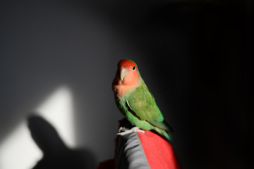 Nyasa Lovebird or Lilian's lovebird, Agapornis lilianae, green exotic bird 