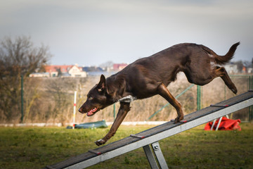 Dog, brown border collie in agility on balance beam. Amazing day on czech agility competition.