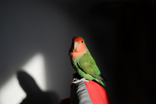 Nyasa Lovebird Or Lilian's Lovebird, Agapornis Lilianae, Green Exotic Bird 