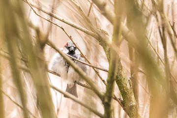 hidden sparrow in tree branches focus bokeh summer spring bird flying common city urban cute small brown golden