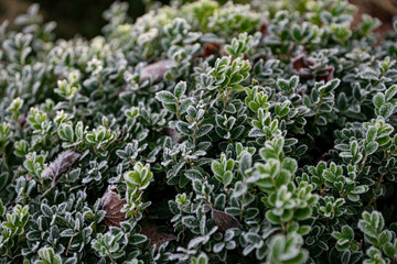 frozen Buxus sempervirens