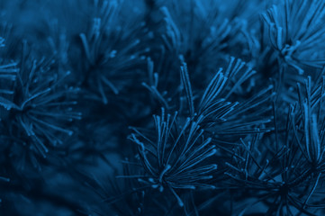 Blue background with pine branches. Classic blue color Christmas concept of 2020.
