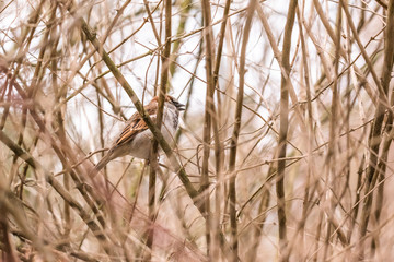 hidden sparrow in tree branches focus bokeh summer spring bird flying common city urban cute small brown golden