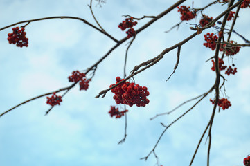 Ashberry in the autumn forest.