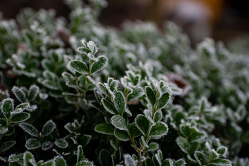 frozen Buxus sempervirens