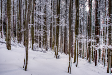 Spruce forest in winter. Winter landscape . czech