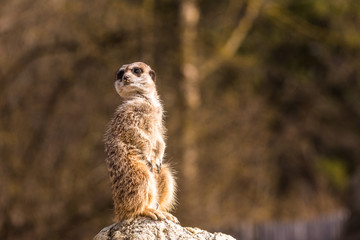 Funny image from African nature. Cute Meerkats, Suricata suricatta, sitting in the sand desert. Meerkat from Namibia, Africa. Big family of small cute