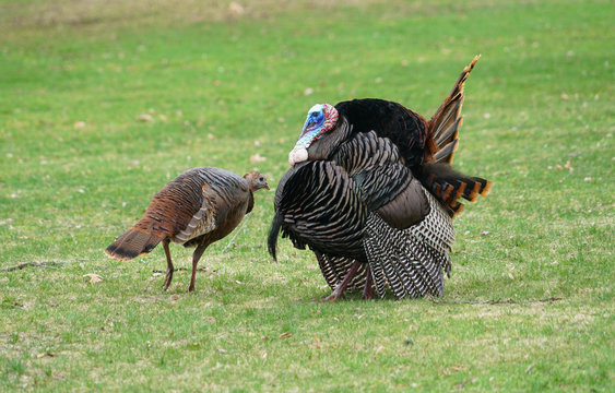 male turkey and female turkey on the meadow