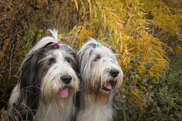 Two Bearded collies are sitting under the yellow flower.  So patient model.