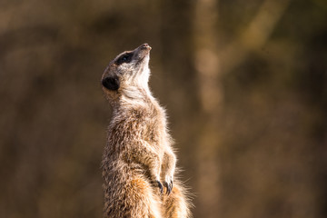 Fototapeta premium Funny image from African nature. Cute Meerkats, Suricata suricatta, sitting in the sand desert. Meerkat from Namibia, Africa. Big family of small cute
