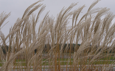 Silberährengras im Herbst