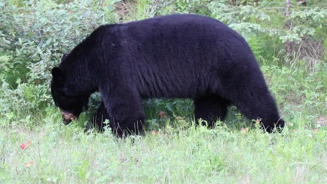 The American black bear is a medium sized bear native to North America. It is the continent's smallest and most widely distributed bear species