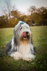 bearded collie is lying in grass with sirious face. Autumn photoshooting in Prague.
