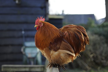 rooster on farm