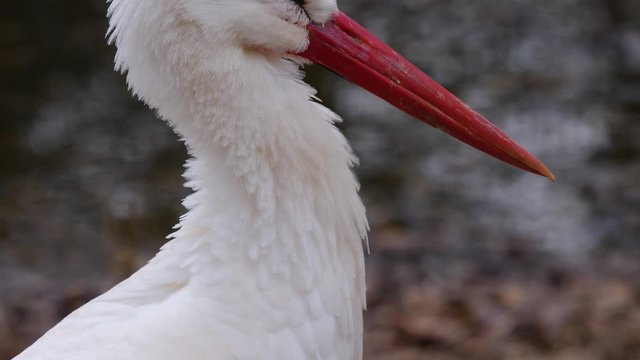 Close up of white stork with tilt down from head to the body.