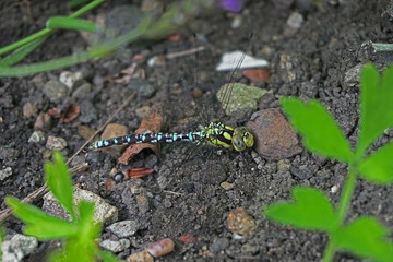 Dragon Fly