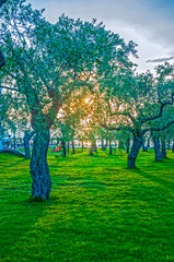 Olive tree orchard
