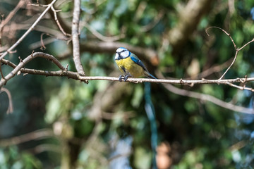 bird small blue tit on branch eating nut