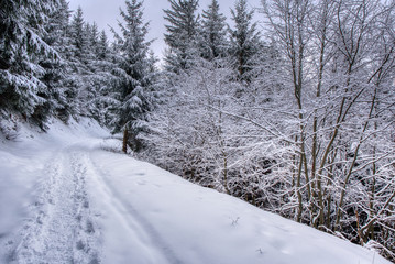 On the lawn covered with snow the nice trees are standing poured with snowflakes in frosty winter day. beskydy czech