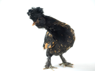 Exotic Funny chicken. Pavlovsk crested chicken