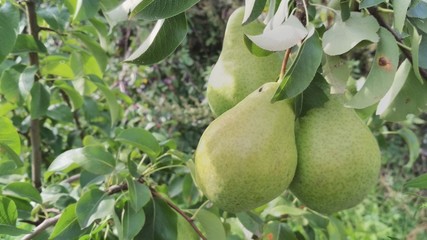 pears on tree