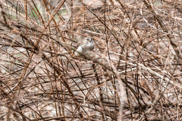 hidden sparrow in tree branches focus bokeh summer spring bird flying common city urban cute small brown golden