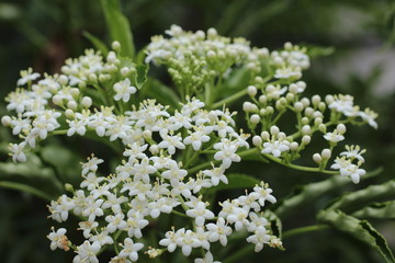 flowers in the garden