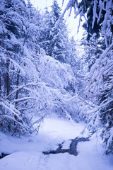 full of snow forest in winter