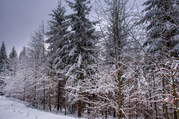 Winter landscape with a mountain forest. Sunset in the mountain valley.  czech beskydy