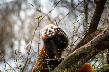 cute red panda pulling the tongue out curious couple sex mating on branch happy