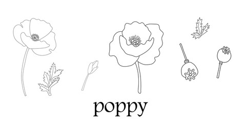 Set of flowers of poppies, their leaves, buds, seeds, isolated on a white background. Vector illustration, hand drawn.