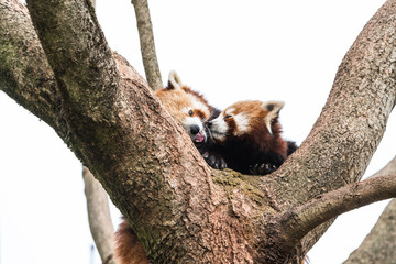 cute red panda pulling the tongue out curious couple sex mating on branch happy