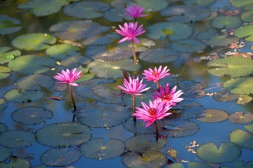 pink lotus in pond