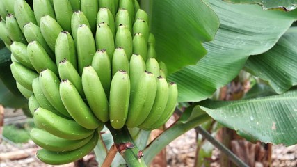 Bananas on tree at banana plantation on Tenerife island, Canary islands, Spain