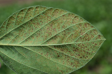 Soy leaf infected with disease