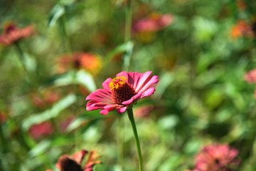 red flowers in the garden